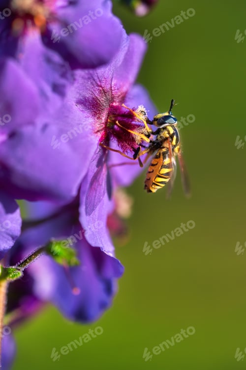 Preview: A Bee Pollinating On Purple Flower