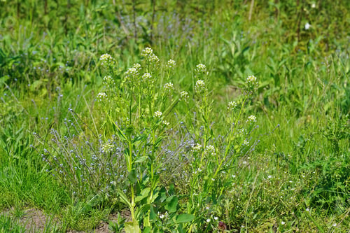 Preview: A Closeup O Stinkweed Or Bastard Cress, Thlaspi Arvense In A Meadow