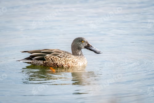 Preview: A Closeup Of A Northern Shoveler On A Lake Under The Sunlight With A Blurry Background