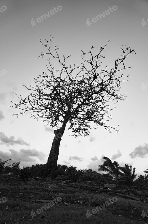 Preview: A Grayscale Low Angle Shot Of A Lonely Tree