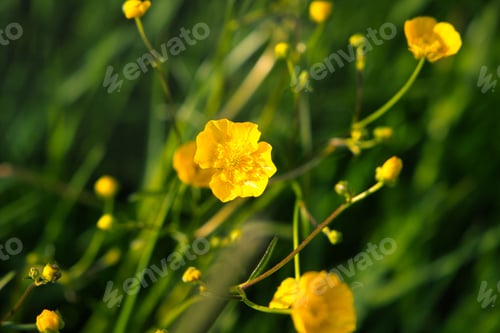 Preview: A Closeup Shot Of Beautiful Yellow Rapeseed Or Brassica Napus Flowers
