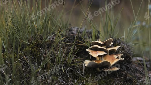 Preview: A Closeup Shot Of Mushrooms On The Ground