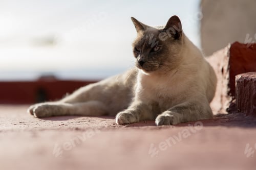 Preview: A Siamese Cat Lying On The Roof