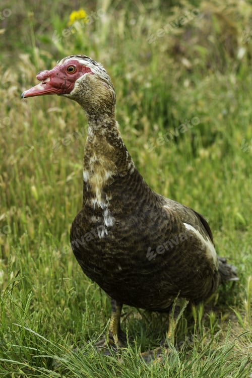 Preview: Close-Up Of Some Ducks In Freedom, Photograph Taken On The Shore Of A River