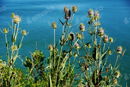 Preview: A Closeup Shot Of Cut-Leaf Teasel Flowers On A Blurred Background