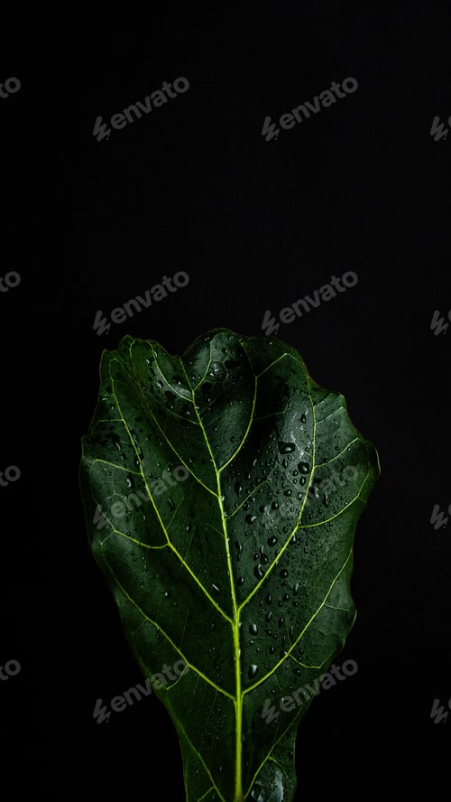 Preview: A Vertical Shot Of A Fresh Fiddle-Leaf Fig Leaf In Front Of A Black Background