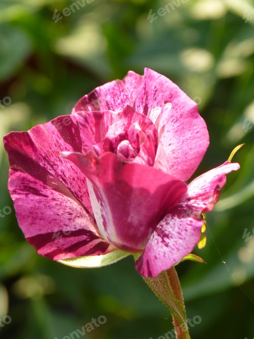 Preview: A Vertical Selective Focus Shot Of A Beautiful Bright-Colored Rose