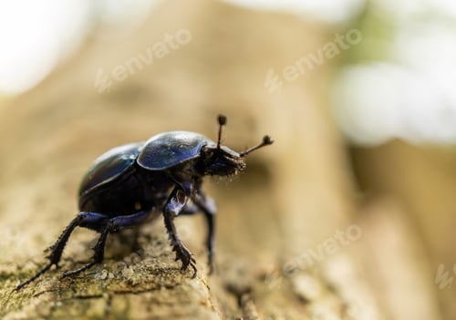 Preview: A Closeup Shot Of A Big Black Beetle On A Wooden Surface