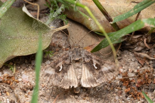 Preview: A Closeup Of A Brown Moth Camouflaged On Soil