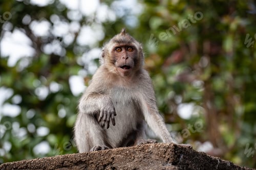 Preview: A Selective Focus Shot Of A Macaque On The Rock In Nature