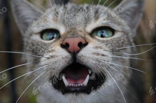 Preview: A Cool Shot Of An Adorable Roaring Fluffy Cat Looking Straight To The Camera
