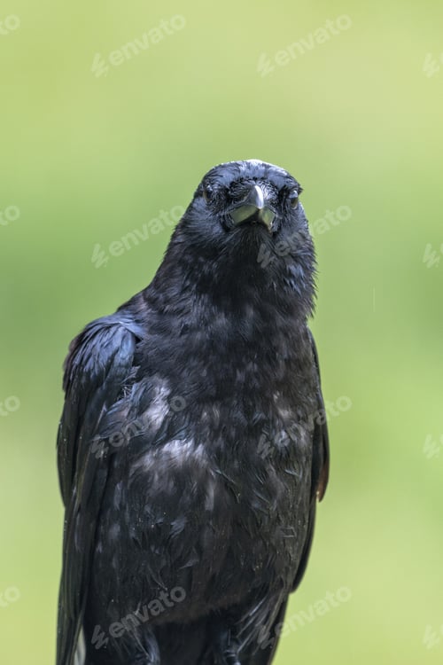 Preview: A Shallow Focus Shot Of A Large Black Crow Bird On A Green Blurred Background