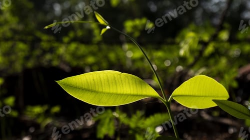 Preview: A Closeup Shot Of Green Leaves With Bokeh Background