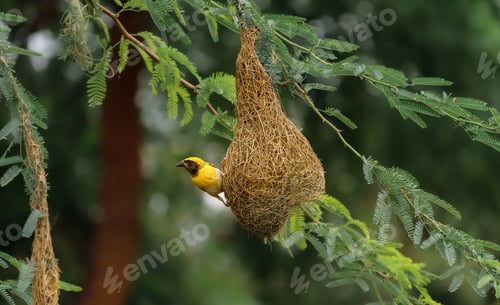 Preview: A Soft Focus Of A Baya Weaver Bird Perched On A Pendant Nest In A Forest