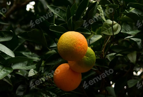 Preview: A Fresh Orange Fruit Growing On Tree In Garden