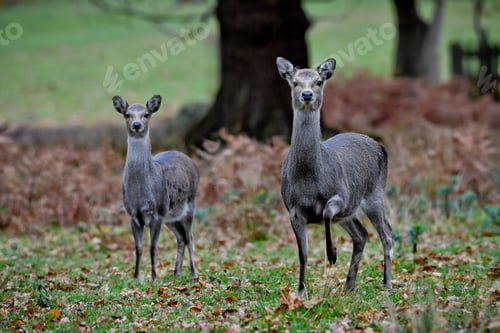 Preview: A Selective Focus Shot Of Adorable Deers In The Forest