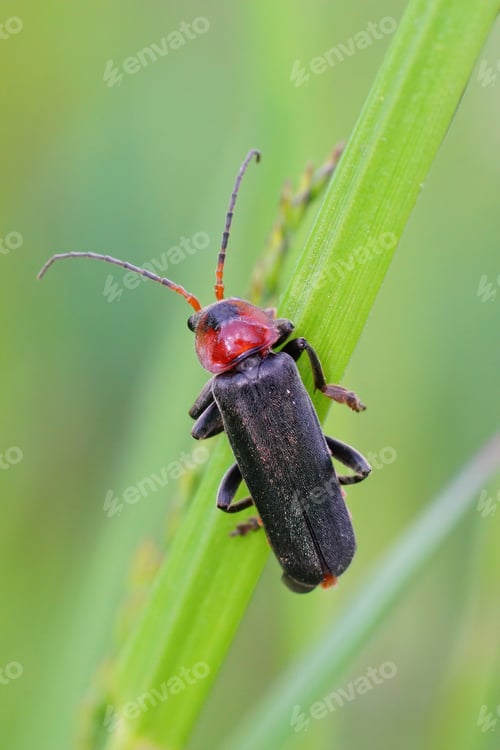 Preview: A Vertical Closeup Of A Dark More Solid Beetle, Cantharis Fusca, Sitting Upon A Green Grass Blade