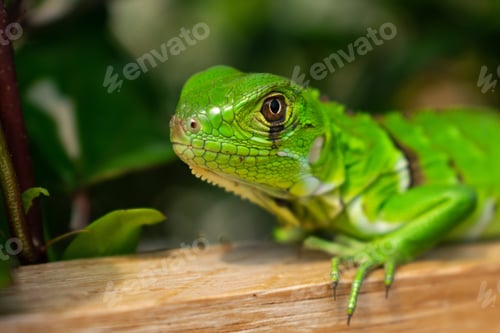 Preview: A Closeup Shot Of A Green Iguana With Green Leaves On The Background