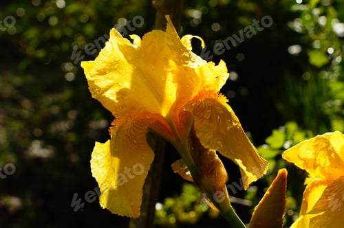 Preview: Flower Of A Yellow Iris After A Rain Shower In A Garden, Raindrops Brilliant Yellow In Backlight