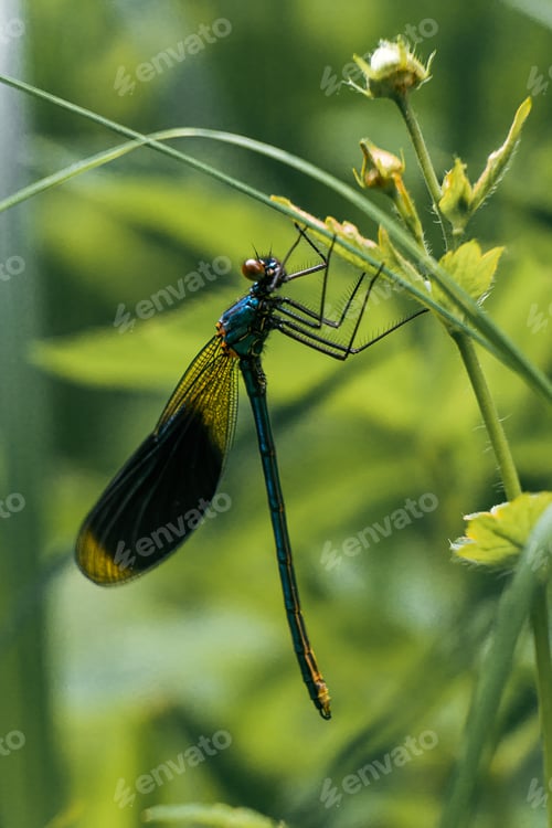 Preview: A Closeup Shot Of A Dragonfly On A Green Plant