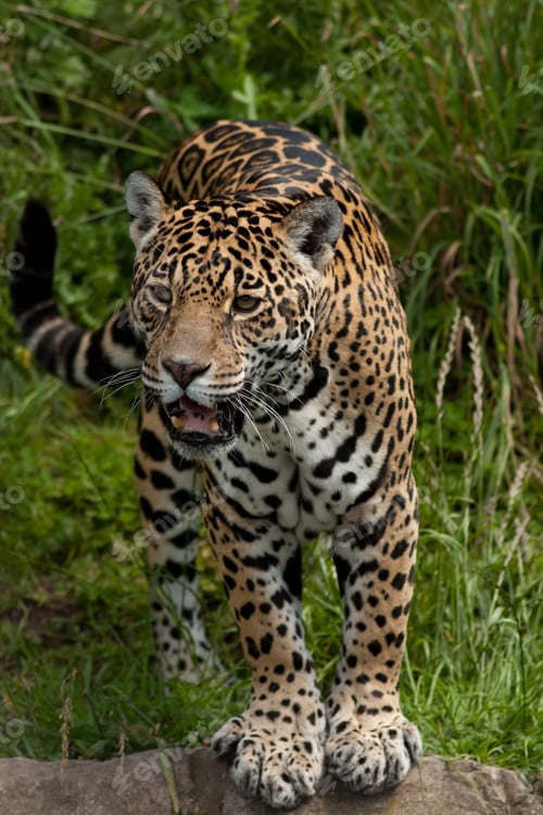 Preview: A Selective Focus Shot Of A Jaguar In Its Natural Habitat