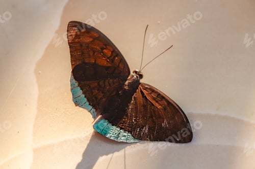 Preview: A Dried Papillon Butterfly Upside Down Isolated On A Beige Background