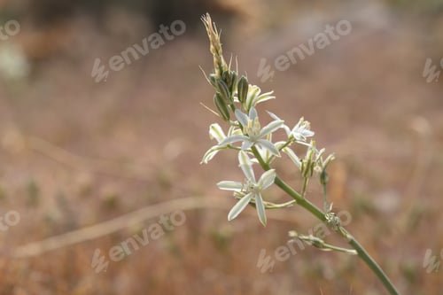 Preview: White Inflorescence Of Southern Star Of Bethlehem, Ornithogalum Narbonnense, In Garrigue Majjistral