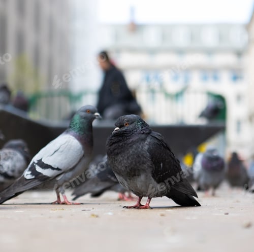 Preview: A Closeup Shot Of Feral Pigeons In A City