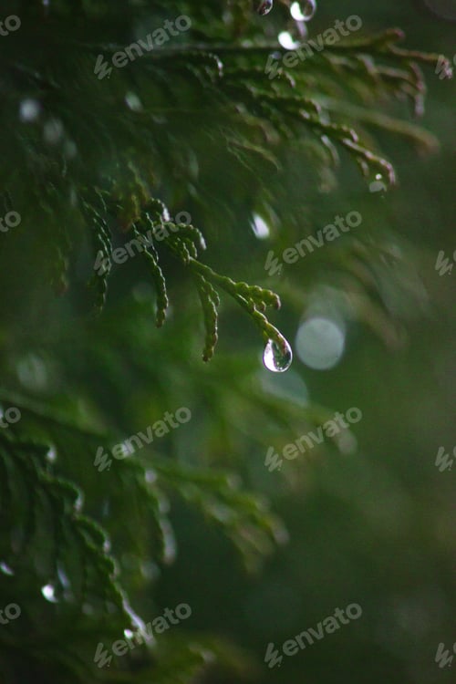 Preview: A Selective Focus Shot Of Green Thuja With Water Droplets