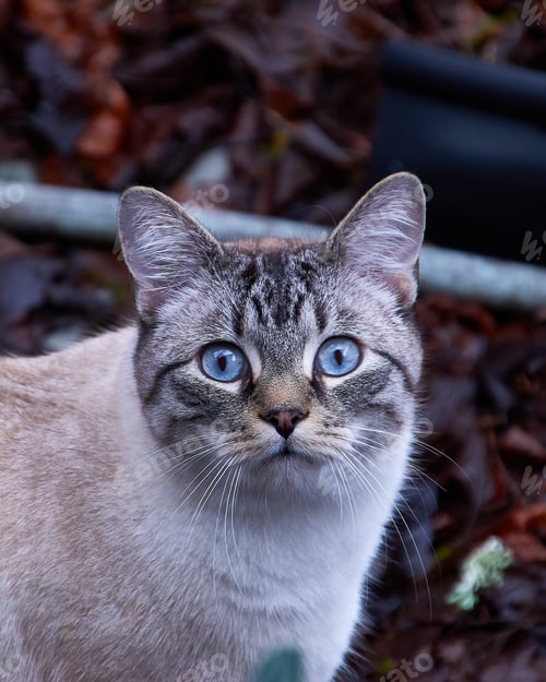 Preview: A Vertical Closeup Shot Of A Blue-Eyed Tabby Cat Staring At The Camera With A Shocked Expression