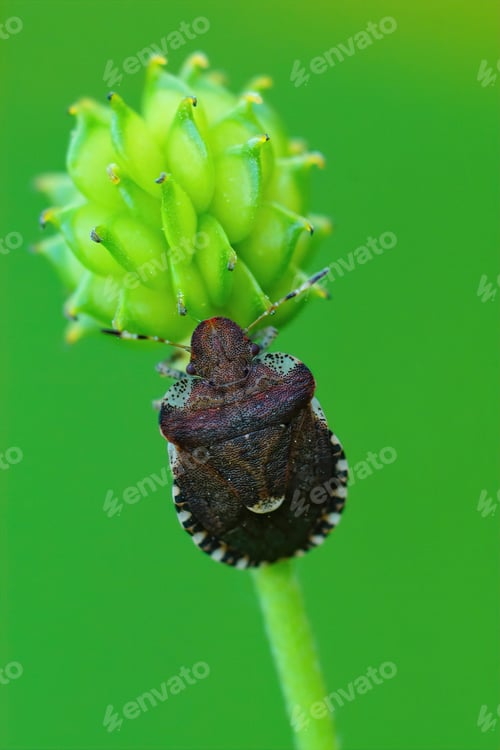 Preview: A Vertical Closeup Of The Small, Brown, Bedstraw Bug, Dyroderes Umbraculatus Against A Green