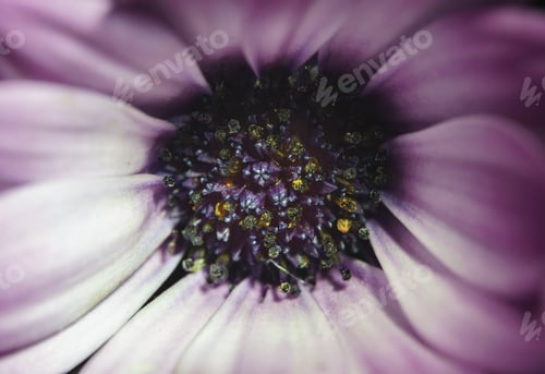 Preview: A Closeup Shot Of A Purple Flower Bud