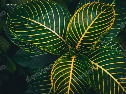Preview: The Green Leaves Of An Arrowroot Grown In The Forest