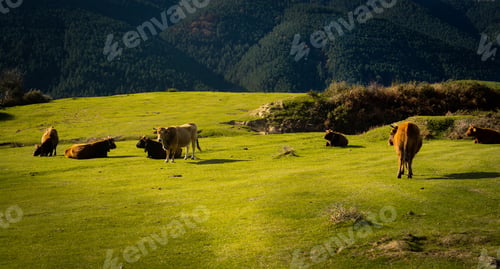 Preview: A Shot Of Cows Resting In A Field