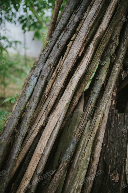 Preview: A Vertical Shot Of A Tree Trunk Texture