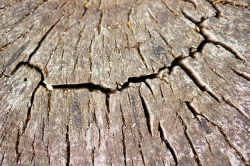 Preview: A Closeup Shot Of An Old Cut Wooden Tree In The Forest
