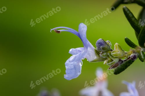 Preview: A Selective Focus Shot Of A Purple Rosemary Flower On A Green Background