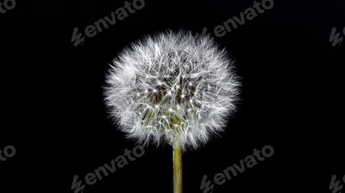 Preview: A Selective Focus Shot Of A Beautiful Dandelion On A Black Background