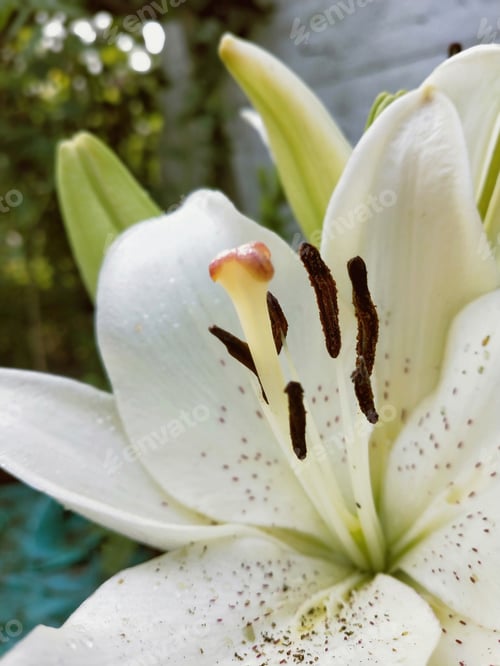 Preview: A Macro Shot Of A Delicate White Lily In The Garden