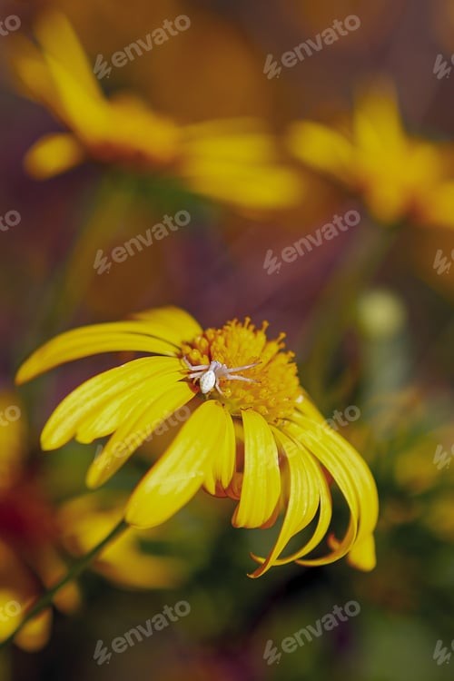 Preview: A Closeup Shot Of A Small Insect On A Cute Flower