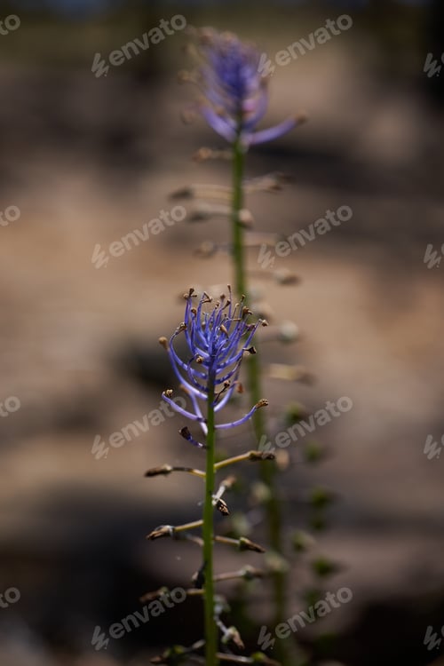Preview: A Vertical Shot Of Blue Leopoldia Comosa