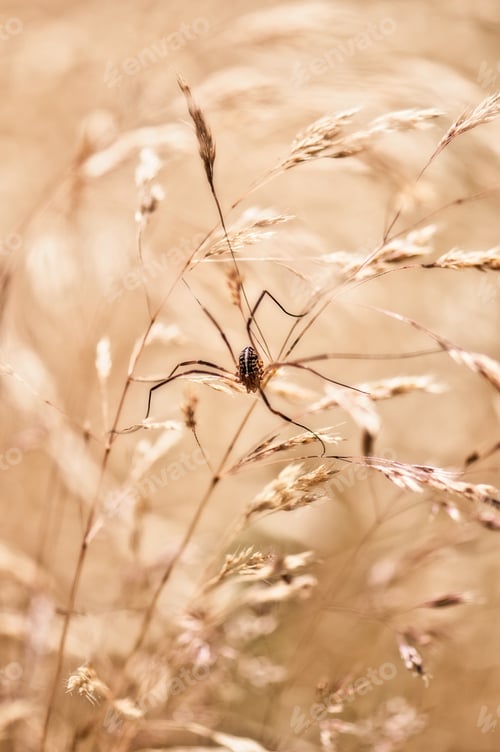 Preview: A Selective Focus Shot Of A Spider On A Wheat