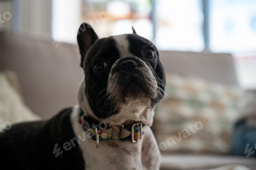 Preview: A Selective Focus Shot Of A French Bulldog Laying On A Couch
