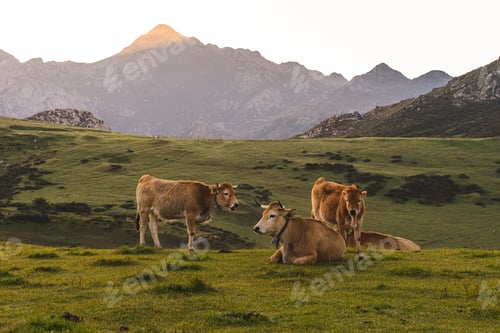 Preview: A Closeup Of Cows Grazing At A Field At Picos De Europa National Park In Spain