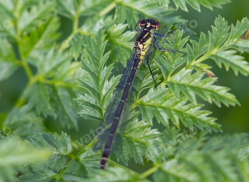 Preview: A Macro Shot Of A Dragonfly Climbing Small, Sharp Green Leaves In A Bright Forest