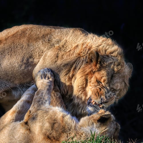 Preview: A Couple Of Magnificent Lions Fighting And Wrestling In The Zoo