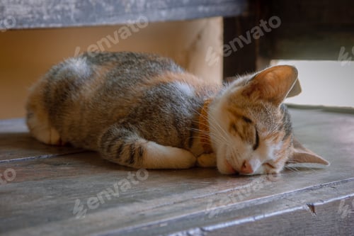 Vista previa: A Closeup Shot Of A Cute Cat Sleeping On A Wooden Surface