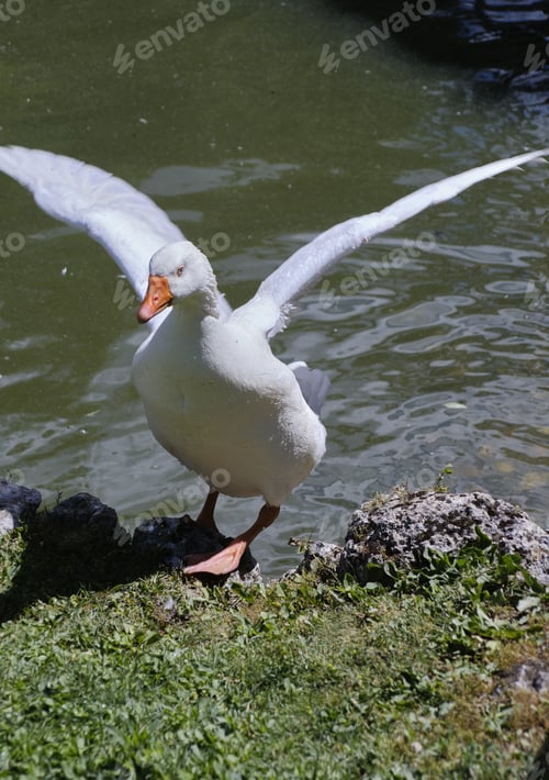 Preview: A Vertical Closeup Shot Of A White Goose On A Lake Shore