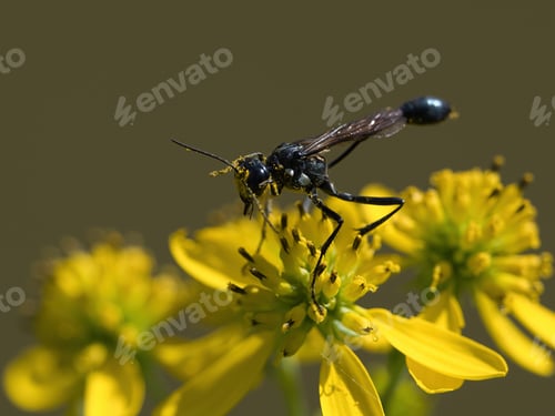 Preview: A Selective Focus Shot Of Ammophila Wasps On A Yellow Flower