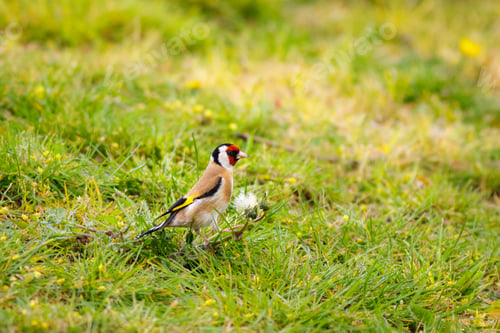 Preview: A Selective Focus Shot Of A Black-Headed Goldfinch On The Grass